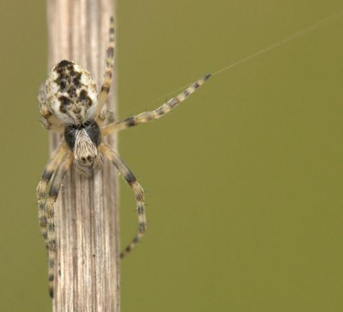 Socca fuliginata